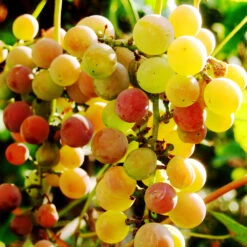 Summit Muscadine Grapes -Blossom Berry Shop Summit muscadine Grape 3