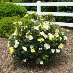 Sunny Knock Out® Rose -Blossom Berry Shop Sunny knockout rose Shrub 1 FGT