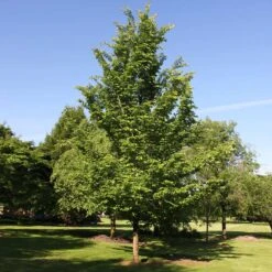 Emerald Sunshine® Elm Tree -Blossom Berry Shop Sunshine Elm 2