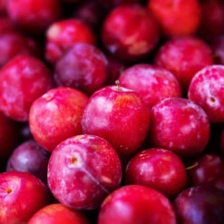 Superior Plum Tree 8 Superior Plum Tree -Blossom Berry Shop Superior Plum 3