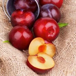 Superior Plum Tree 11 Superior Plum Tree -Blossom Berry Shop Superior Plum 4