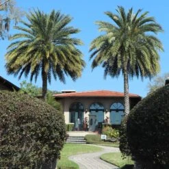 Sylvester Palm -Blossom Berry Shop Sylvester Palm 2 FGT