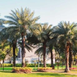 Sylvester Palm -Blossom Berry Shop Sylvester Palm 6 FGT