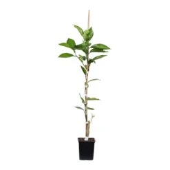 Tangelo Tree 10 Tangelo Tree -Blossom Berry Shop TAN TRE 12 1QT