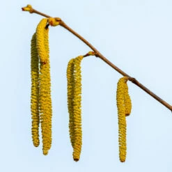 Theta Filbert Hazelnut -Blossom Berry Shop THeta FIlbert Hazelnut 3