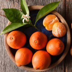 Tangelo Tree 9 Tangelo Tree -Blossom Berry Shop Tangelo 1 FGT