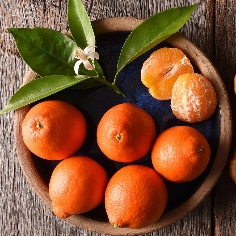 Tangelo Tree 4 Tangelo Tree - Image 4