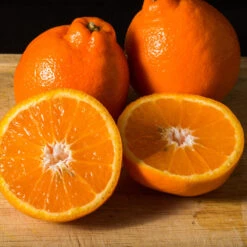 Tangelo Tree 11 Tangelo Tree -Blossom Berry Shop Tangelo 3 FGT