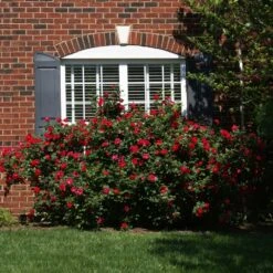 The Grand Champion™ Rose 6 The Grand Champion™ Rose -Blossom Berry Shop The Grand Champion Rose 1