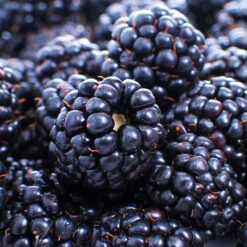 Thornless Blackberry -Blossom Berry Shop Thornless Blackberry 1