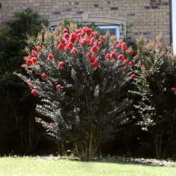 Thunderstruck™ Coral Boom™ Crape Myrtle Tree -Blossom Berry Shop Thunderstruck Coral Bloom 2