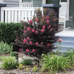Thunderstruck™ Coral Boom™ Crape Myrtle Tree -Blossom Berry Shop Thunderstruck Coral Bloom 6