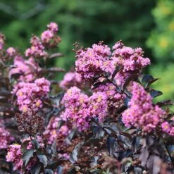 Thunderstruck™ Lavender Blast™ Crape Myrtle Tree -Blossom Berry Shop Thunderstruck Lavender Blast 2 FGT