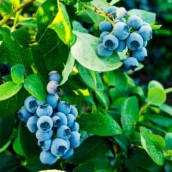 Tifblue Blueberry Bush -Blossom Berry Shop TifBlue Blueberry 1