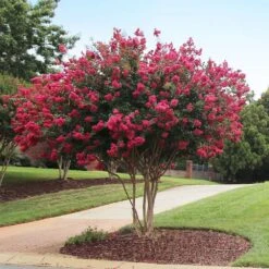Tonto Crape Myrtle Tree -Blossom Berry Shop Tonto Crape Myrtle 2