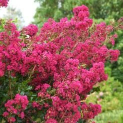 Tonto Crape Myrtle Tree -Blossom Berry Shop Tonto Crape Myrtle 5 FGT