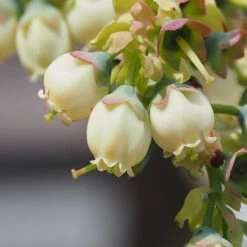 Top Hat Blueberry Bush -Blossom Berry Shop TopHat BLueberry 3