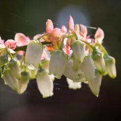 Toro Blueberry Bush - USDA Organic -Blossom Berry Shop Toro Blueberry 3 1cbc3ceb 6262 43bb 917a 490851827d67
