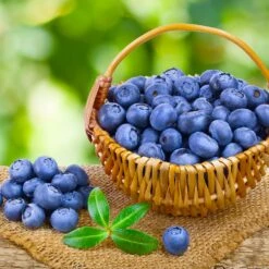 Toro Blueberry Bush - USDA Organic -Blossom Berry Shop Toro Blueberry 4 0b9c22dc cbb4 4570 b53b 7c2d633a264d