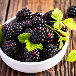 Triple Crown Blackberry Plant - USDA Organic -Blossom Berry Shop Triple Crown Blackberry 2 f4c1707d 0278 4583 832b 171127df1ba2