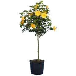 Yellow Tropical Hibiscus Tree 7 Yellow Tropical Hibiscus Tree -Blossom Berry Shop Tropical Hibiscus Yellow 4