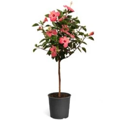 Pink Tropical Hibiscus Tree -Blossom Berry Shop Tropical Pink Hibiscus 2