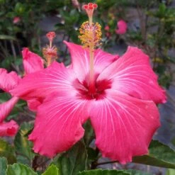 Pink Tropical Hibiscus Tree -Blossom Berry Shop Tropical Pink Hibiscus 3 FGT