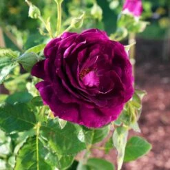 Twilight Rose Shrub -Blossom Berry Shop Twilight Rose Shrub 1