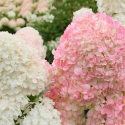 Vanilla Strawberry™ Hydrangea Shrub -Blossom Berry Shop Vanilla Strawberry Hydrangea 2 FGT