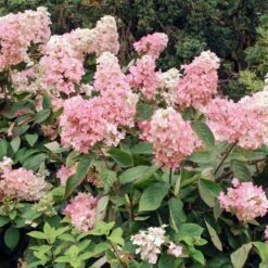 Vanilla Strawberry™ Hydrangea Shrub -Blossom Berry Shop Vanilla Strawberry Hydrangea 3 FGT
