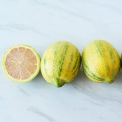 Pink Variegated Eureka Lemon Bush 6 Pink Variegated Eureka Lemon Bush -Blossom Berry Shop Variegated Pink Eureka 2 BB