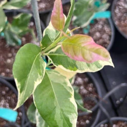 Pink Variegated Eureka Lemon Bush 7 Pink Variegated Eureka Lemon Bush -Blossom Berry Shop Variegated Pink Eureka 7 dbfb1cfe f5d9 45c1 aac9 7809e00cecc3