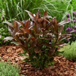 Coppertop® Sweet Viburnum Shrub -Blossom Berry Shop Viburnum Coppertop 2