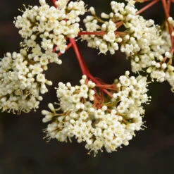 Coppertop® Sweet Viburnum Shrub -Blossom Berry Shop Viburnum Coppertop 3