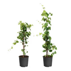 Blossom Berry Shop 25 Blossom Berry Shop -Blossom Berry Shop WIne Lovers Kit 1