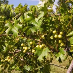 Wine Lover's Kit -Blossom Berry Shop WIne Lovers Kit 2