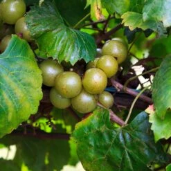 Wine Lover's Kit -Blossom Berry Shop WIne Lovers Kit 3