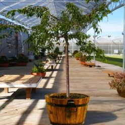 Weeping Extraordinaire™ Cherry Tree -Blossom Berry Shop Weeping Extraordinaire Cherry 1
