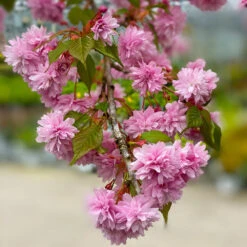 Weeping Extraordinaire™ Cherry Tree -Blossom Berry Shop Weeping Extraordinaire Cherry 2