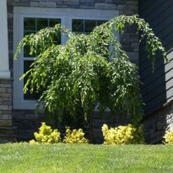 Weeping Extraordinaire™ Cherry Tree -Blossom Berry Shop Weeping Extraordinaire Cherry 4