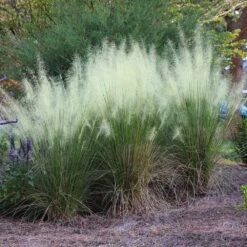 White Cloud Muhly Grass -Blossom Berry Shop White Cloud Muhly Grass 4 FGT
