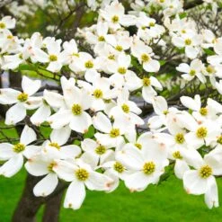 White Dogwood -Blossom Berry Shop White Dogwood 19 FGT