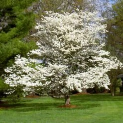 White Dogwood -Blossom Berry Shop White Dogwood 7 FGT