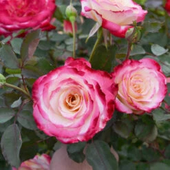 White Lies™ Rose Shrub 7 White Lies™ Rose Shrub -Blossom Berry Shop White Lies Rose 2