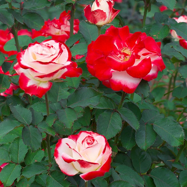 White Lies™ Rose Shrub 1 White Lies™ Rose Shrub