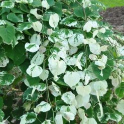 Whitewater Redbud Tree 6 Whitewater Redbud Tree -Blossom Berry Shop Whitewater Redbud 2