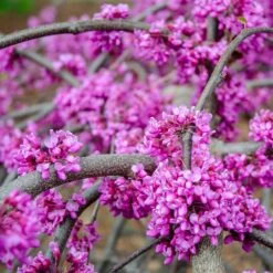 Whitewater Redbud Tree 7 Whitewater Redbud Tree -Blossom Berry Shop Whitewater Redbud 3