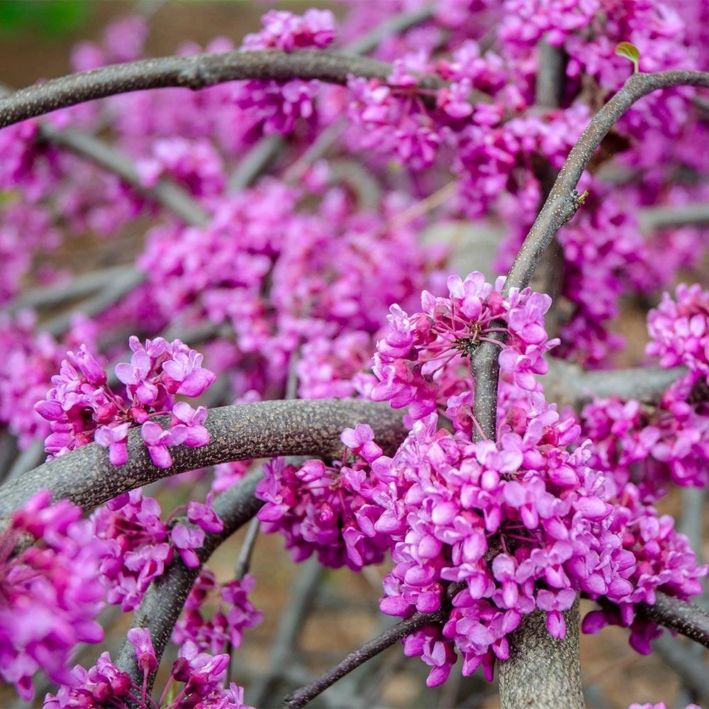 Whitewater Redbud Tree 4 Whitewater Redbud Tree - Image 4