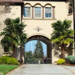 Windmill Palm Tree -Blossom Berry Shop Windmill Palm 3 FGT 195f7996 0ead 4ff3 9111 c83a1be96e58