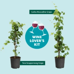 Tara Scuppernong Grape -Blossom Berry Shop Wine Lovers Kit Graphic 301366c6 ebcf 4d94 ad77 06f0e938ca39